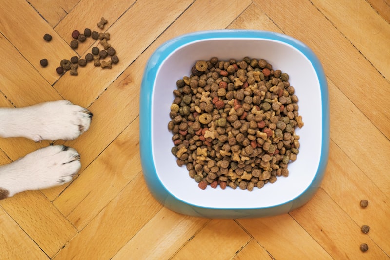 Qual o Melhor Biscoito e Petisco para Cachorro em 2026? Guia de Escolha