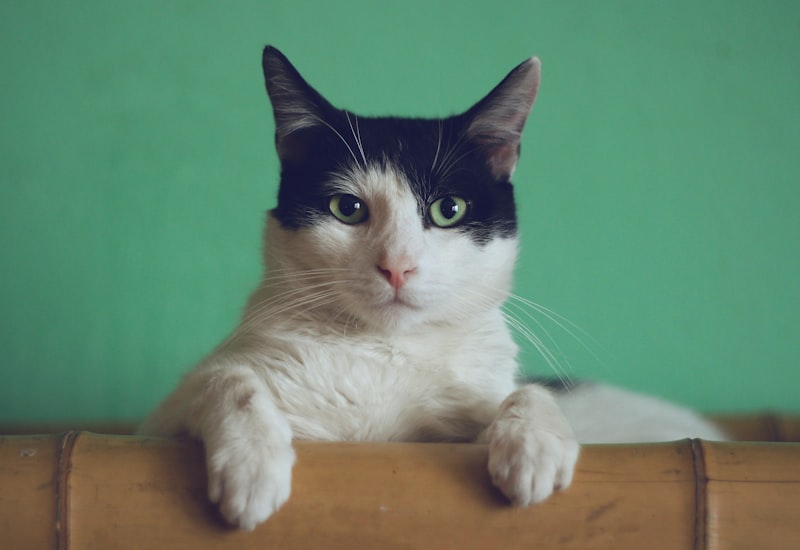 Qual Ração para gatos castrados Comprar em 2026? Compare Antes de Escolher